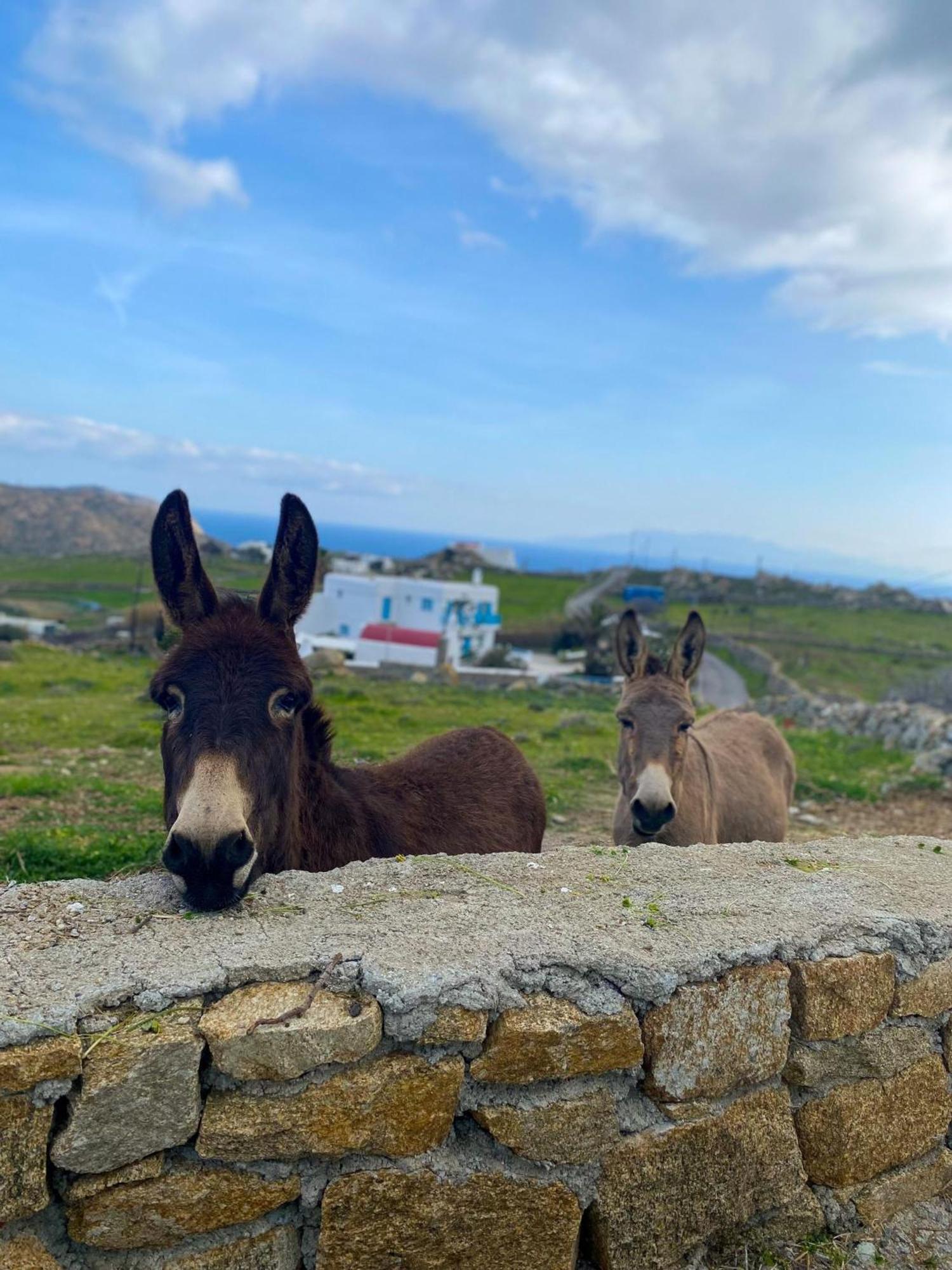 Naira Family Suites Mykonos Mykonos Town エクステリア 写真
