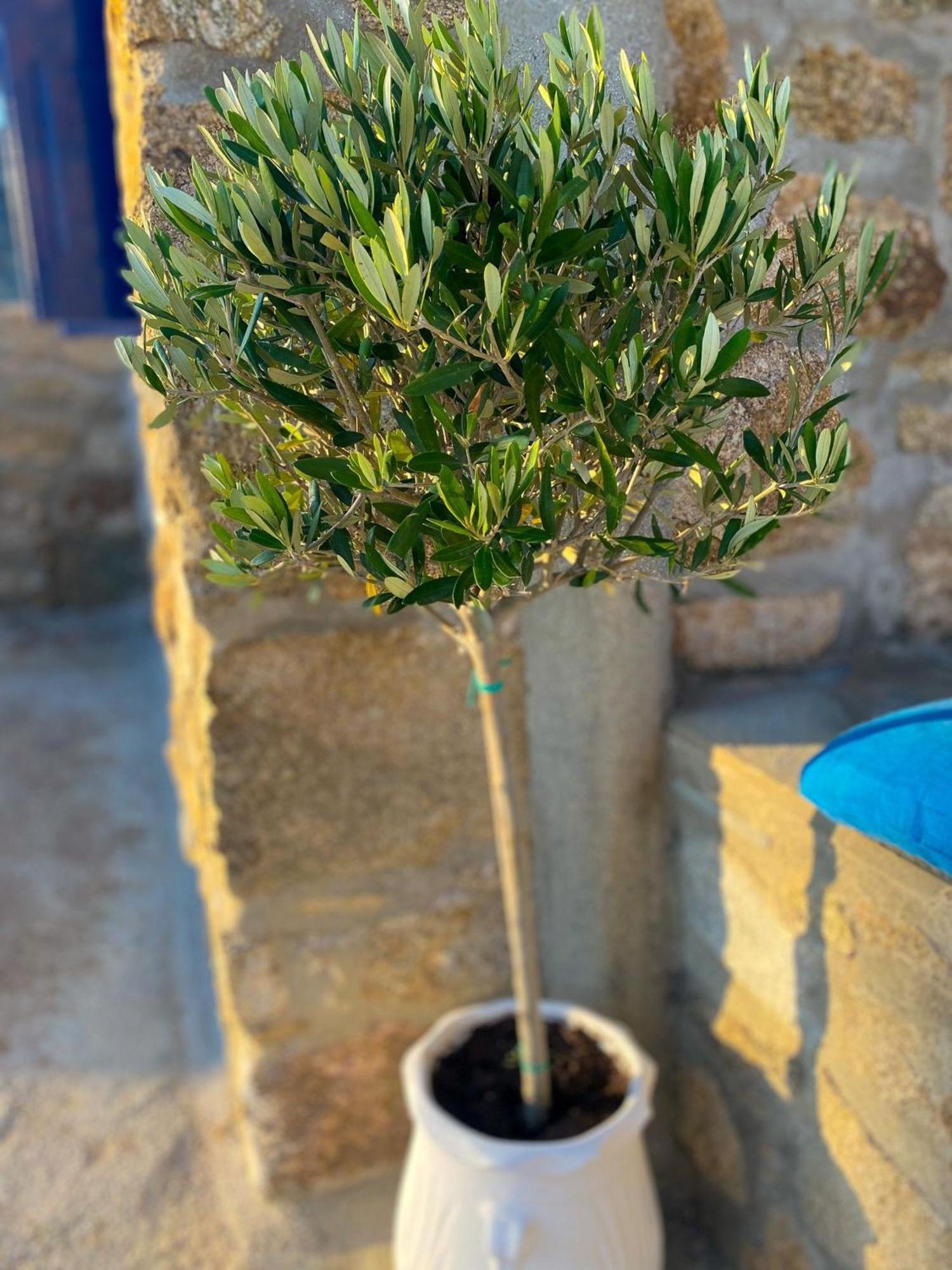 Naira Family Suites Mykonos Mykonos Town エクステリア 写真