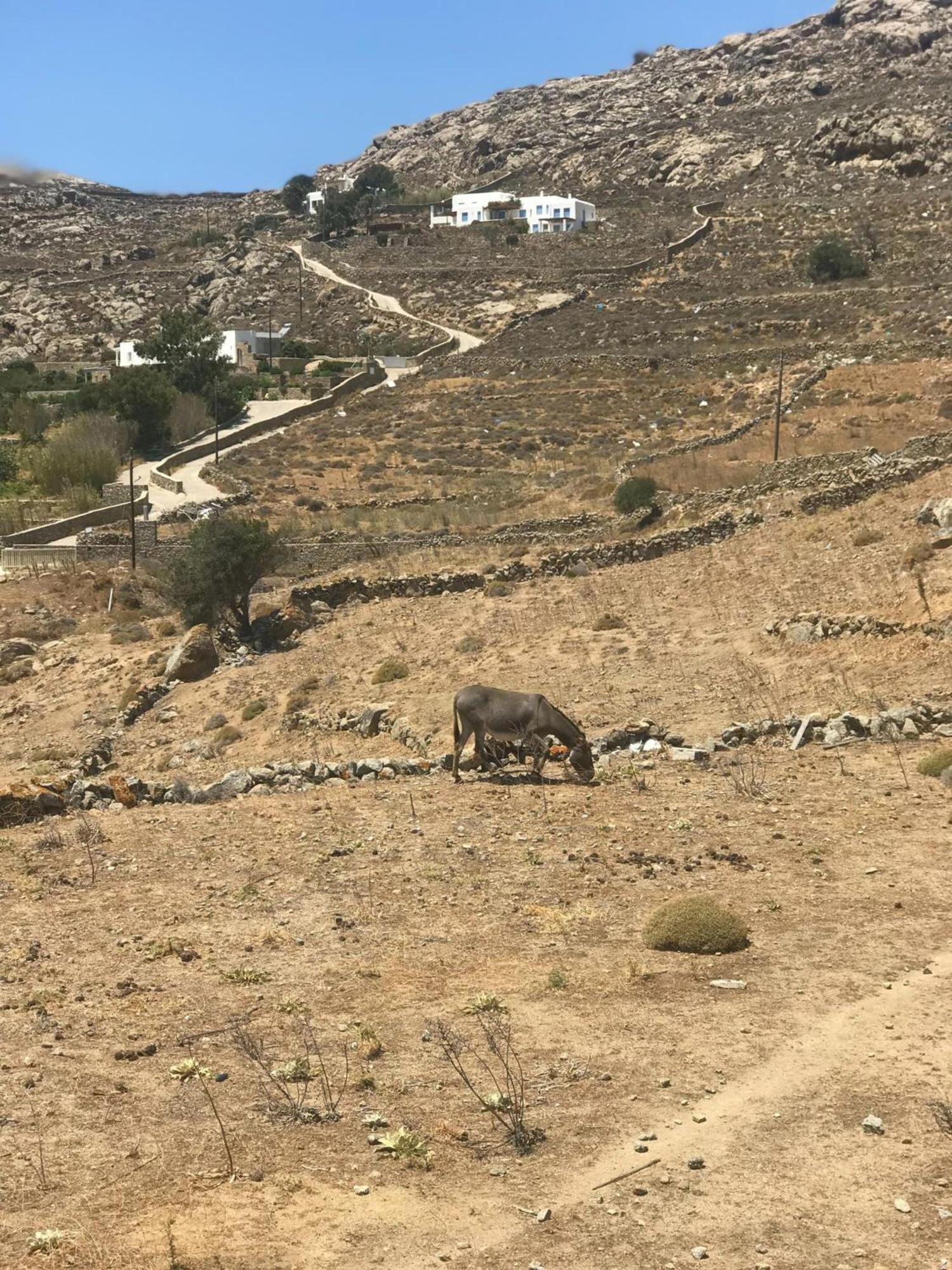 Naira Family Suites Mykonos Mykonos Town エクステリア 写真